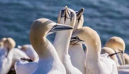 王楚钦4-1战胜袁励岑 夺得全运会乒乓球男单铜牌