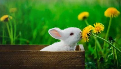 拉波尔塔与莱万沙特之旅亲密会见全球巴萨球迷|巴塞罗那|罗伯特·莱万多夫斯基|马西普|恩里克|西班牙皇家足球协会_新浪体育_新浪新闻